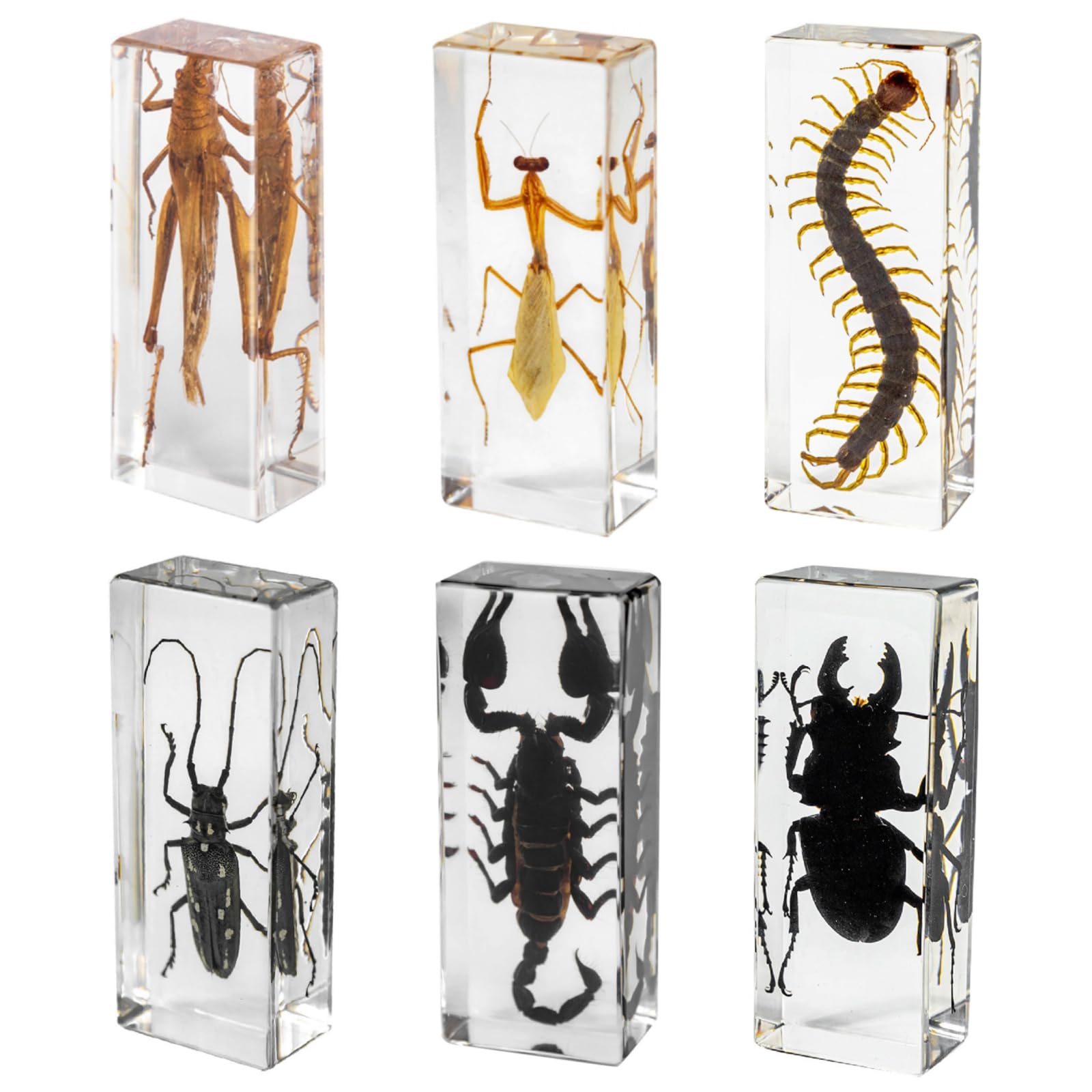 DRXRD 6 Set di Esemplari di Insetti, Insetti in Resina, Decorazione Tassidermica in Ambra, per la Scienza Prescolare, la Collezione e la Decorazione della Casa
