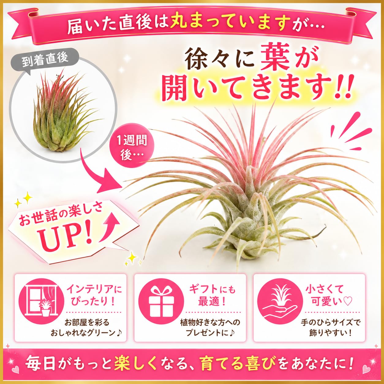 Amazon｜イオナンタ・ルブラ エアプランツ チランジア エアープランツ
