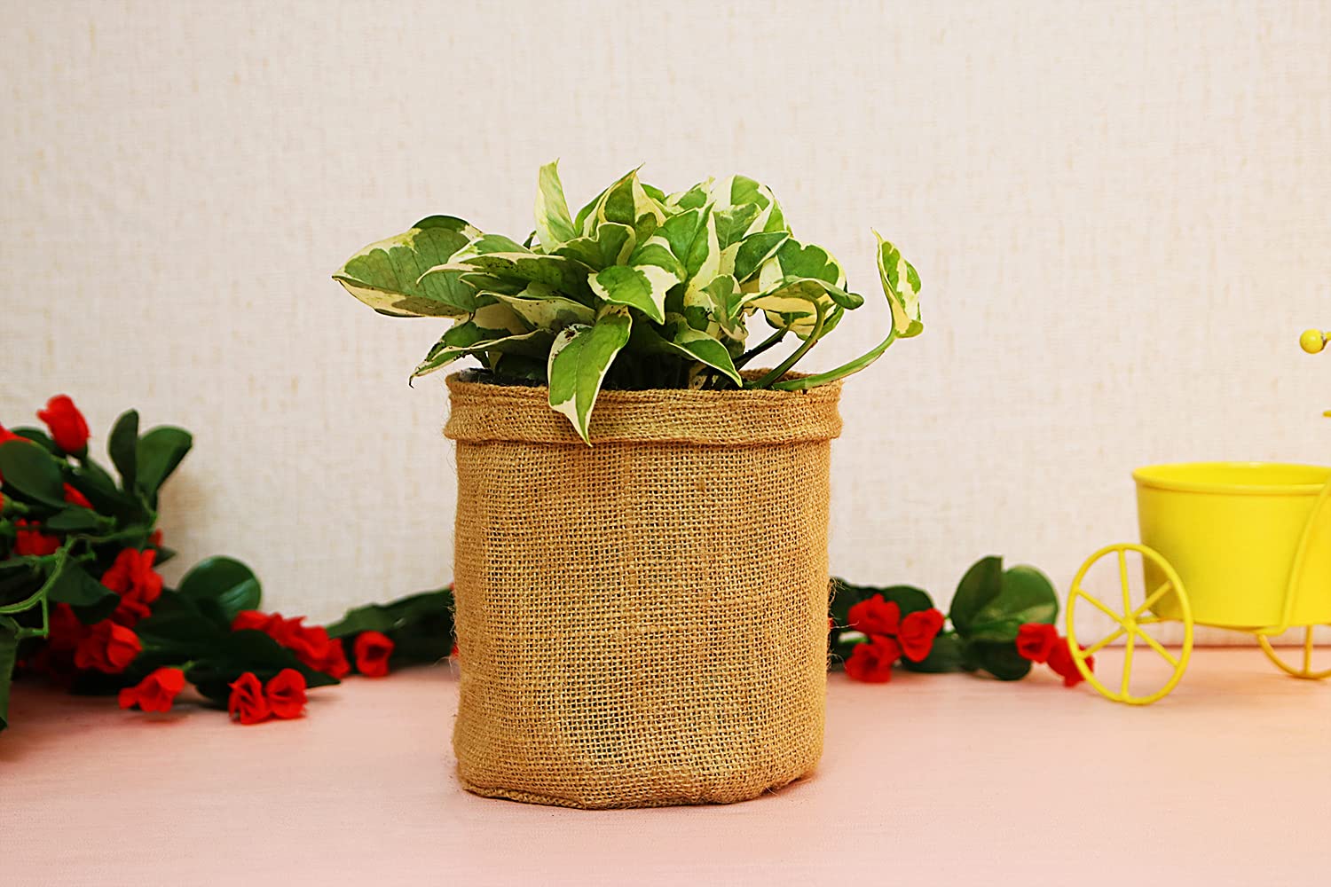Leafy Tales White Money plant in Jute Bag Plant Wrap, Festival Collection (B09GK1R2HL) Amazon Price History, Amazon Price Tracker