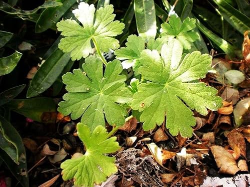 Miniatura 2 de Semillas de flores de geranio mixto Planta Perenne Floración Jardín Hogar - 20 piezas Semillas