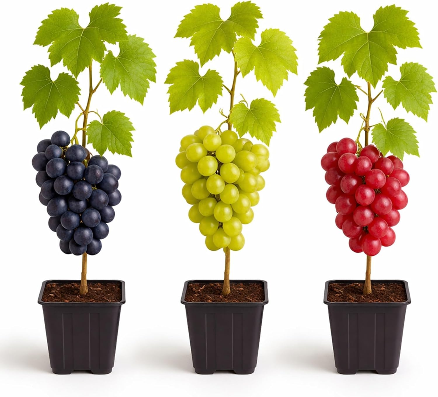 Grape Growers Plants Kit - 3 Live Grape Plants – Red, Green & Concord Varieties – Healthy Fruit Vines – Ready to Plant – Grow Sweet Table Grapes at Home - Ship Bare Root