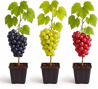 Grape Growers Plants Kit - 3 Live Grape Plants – Red, Green & Concord Va...