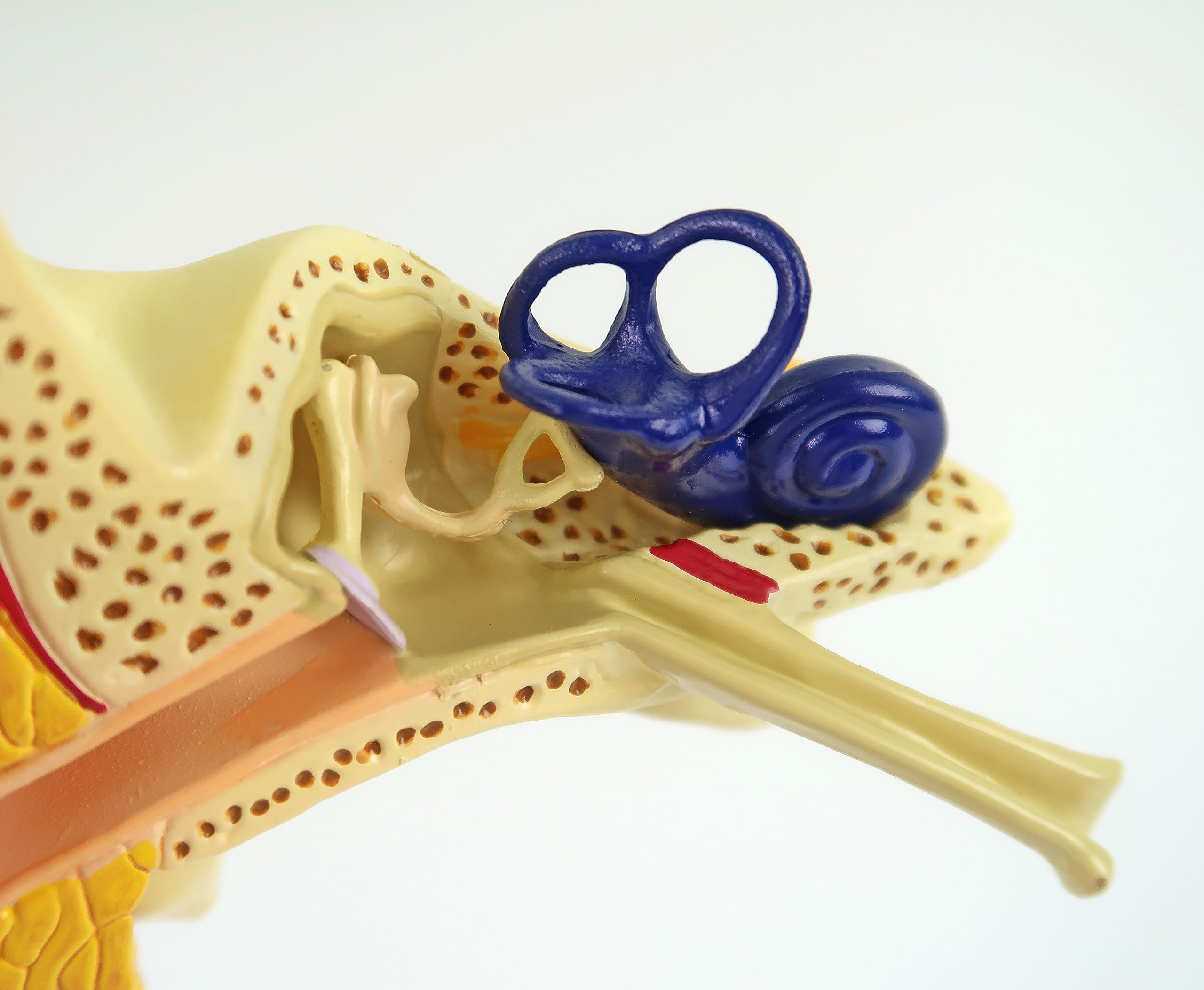 GPI Anatomicals 2250 Modello di Orecchio