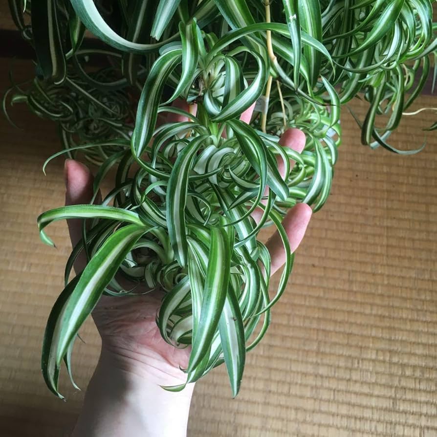 【月末20％オフセール】オリヅルラン ボニー 大型株 月末20％オフセール】オリヅルラン ボニー 大型株 - メルカリ