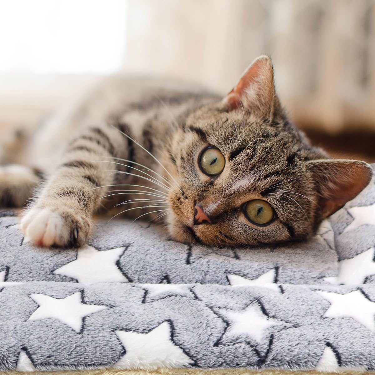 Katzendecke für Indoor-Katzen, ultraweich und warm, beruhigendes Katzenbett, Fleece-Haustiermatte für Angst und Stress, waschbar, 2 Stück