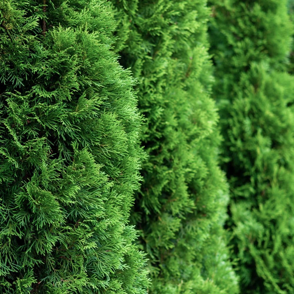 Thuja occidentalis 'Brobeck's Tower' - Compact Conical Evergreen with Lush Green Foliage, Ideal for Small Gardens and Containers Low Maintenance, 1X or 3X 1 Litre Pots by Thompson and Morgan