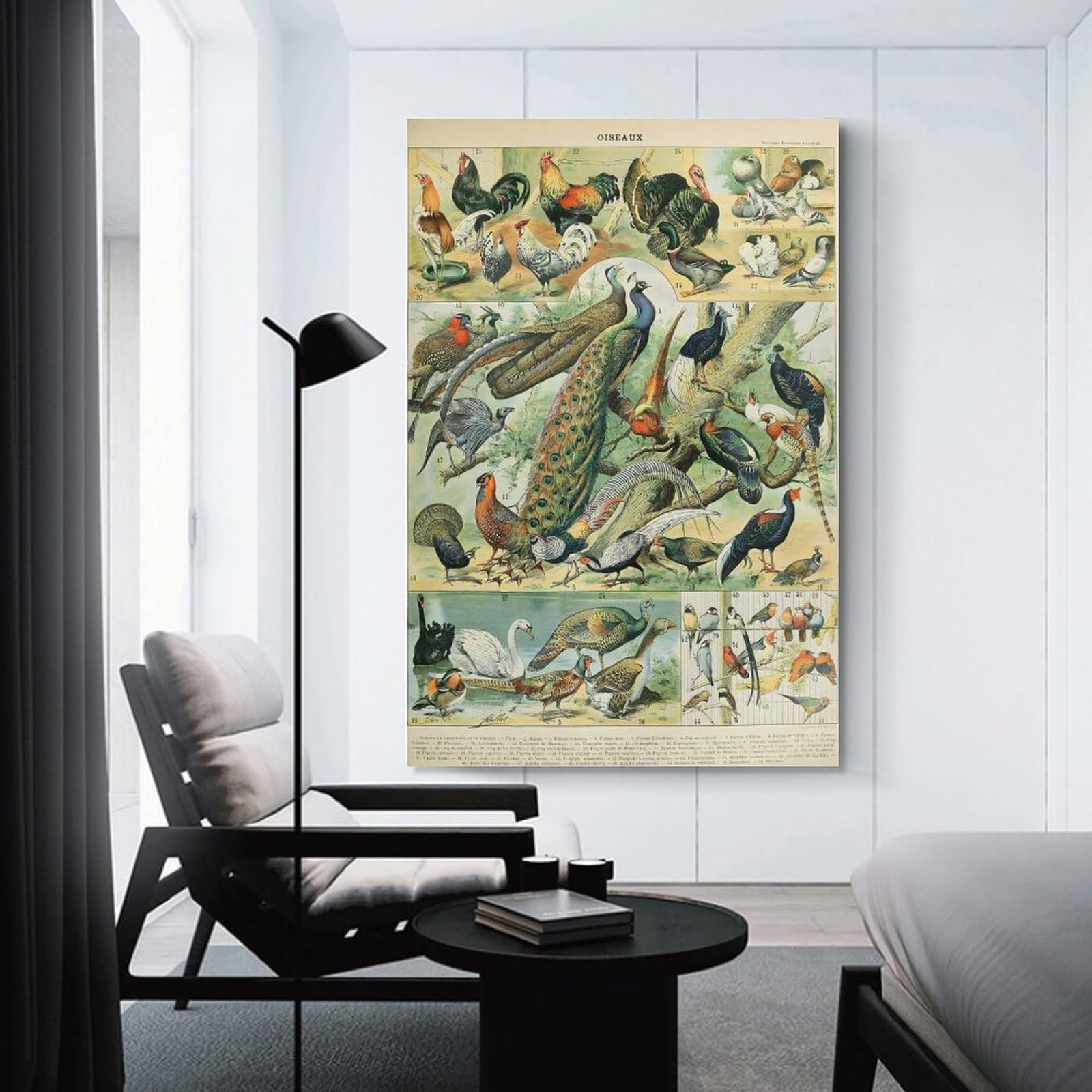 Junmoney Wall Picture Print Birds by Adolphe Millot, 20x30inch(50x75cm), for Workspace Walls, Study Corners Or Bedrooms, A Smart Decor Choice for Study Walls