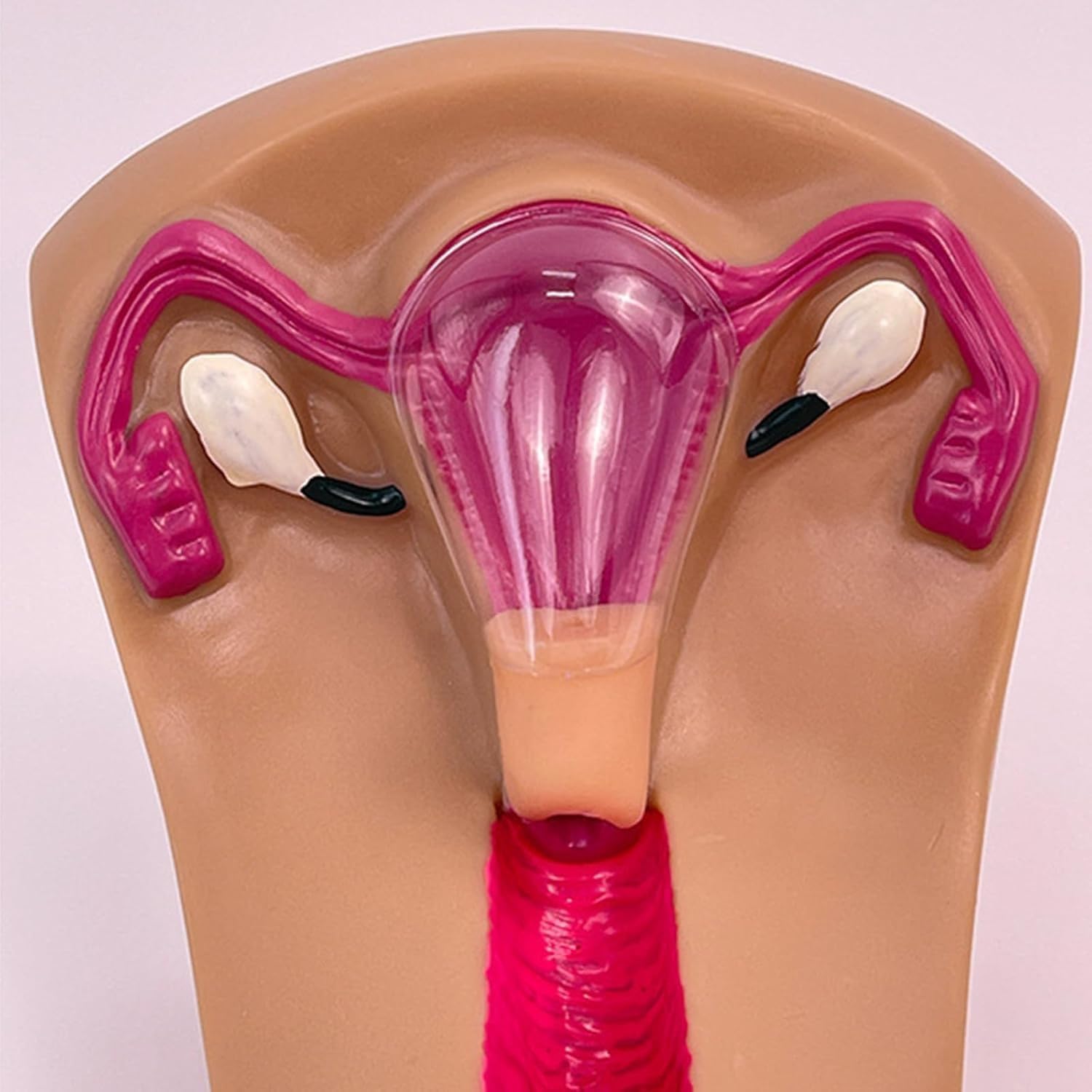 Modello di formazione sulla contraccezione intrauterina femminile - Simulatore di IUD for studenti infermieristici in ostetricia e ginecologia