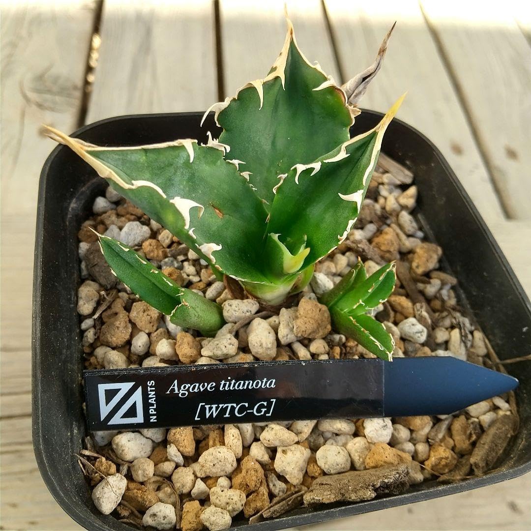 アガベ チタノタ WTC-G N PLANTS産