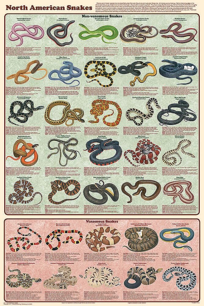 123Posters North American Snakes Educational Chart Poster 24 x 36