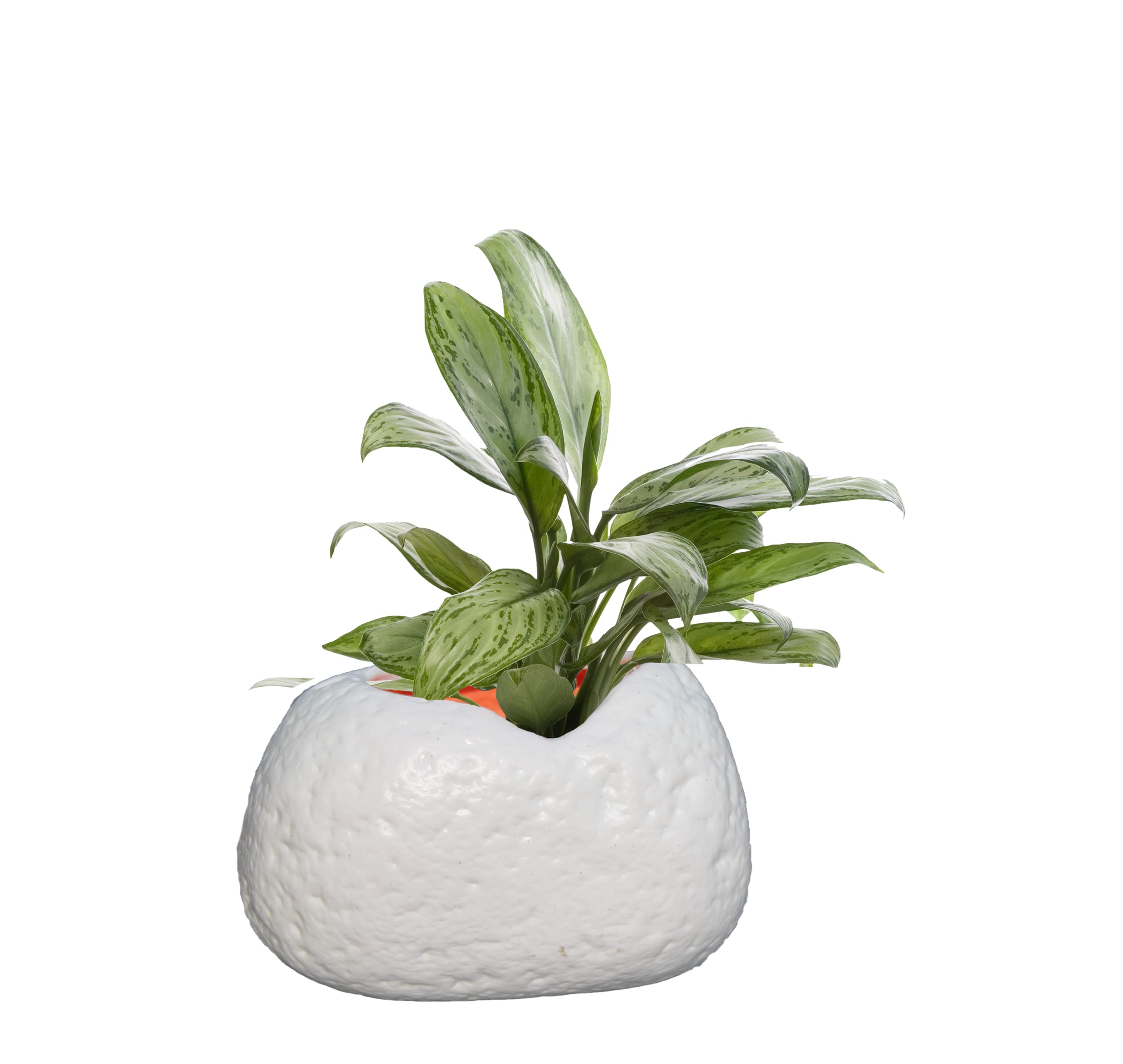 Gardens Indoor and Outdoor Designer Unique Modern Design Stone Shape Flower Stylish Plant Container Pot for Gift Purpose/Home/Office/Garden - Set of 1, Size: 9In(22.86cm) (B0BCVXMP5L) Amazon Price History, Amazon Price Tracker