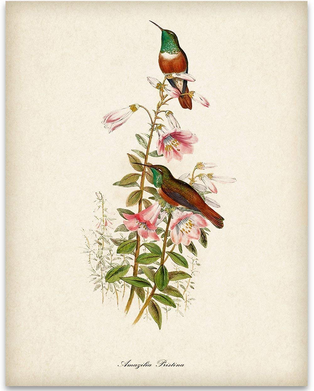 Vintage Two Hummingbirds Illustration - 11x14 Unframed Art Print Poster - Great Home Humming Bird Decor and a Great Gift Under $15 for Bird Watchers