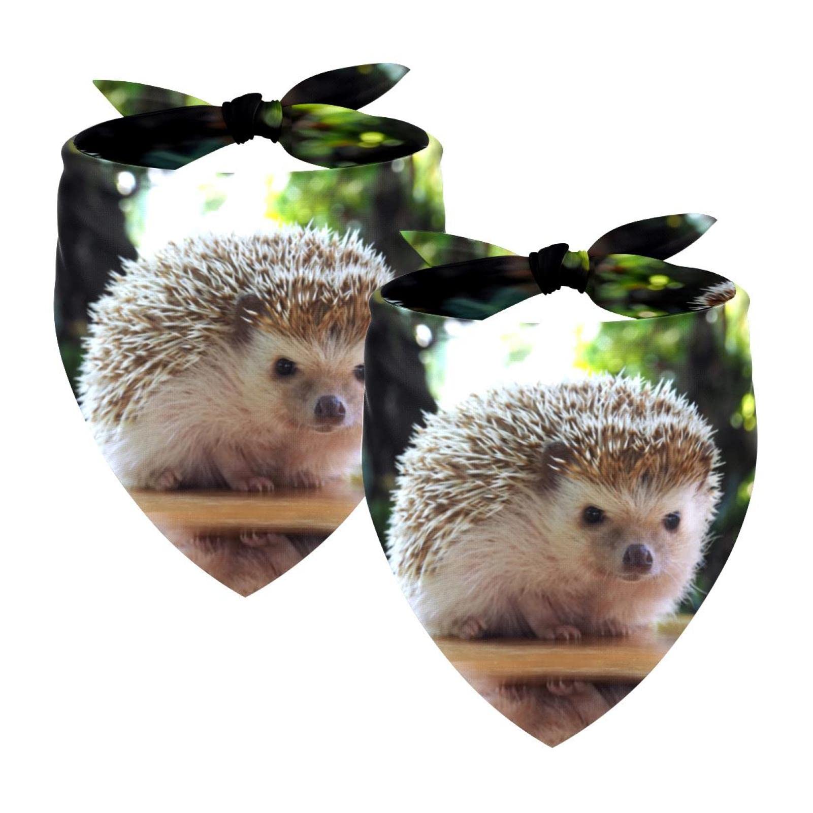 Are Hedgehogs Good With Cats And Dogs