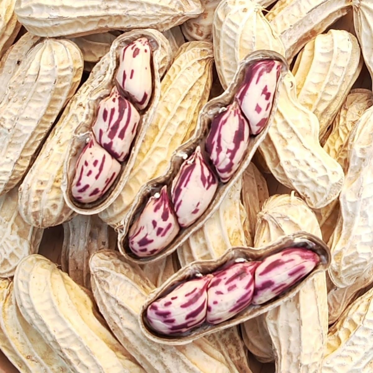 Arachidi Tostate In Guscio Premium 200g / 500g - Specialità Del Yunnan Multicolore, Gherigli Polposi E Croccanti, Sacchetto Richiudibile Per Aperitivi Dolci(500g)