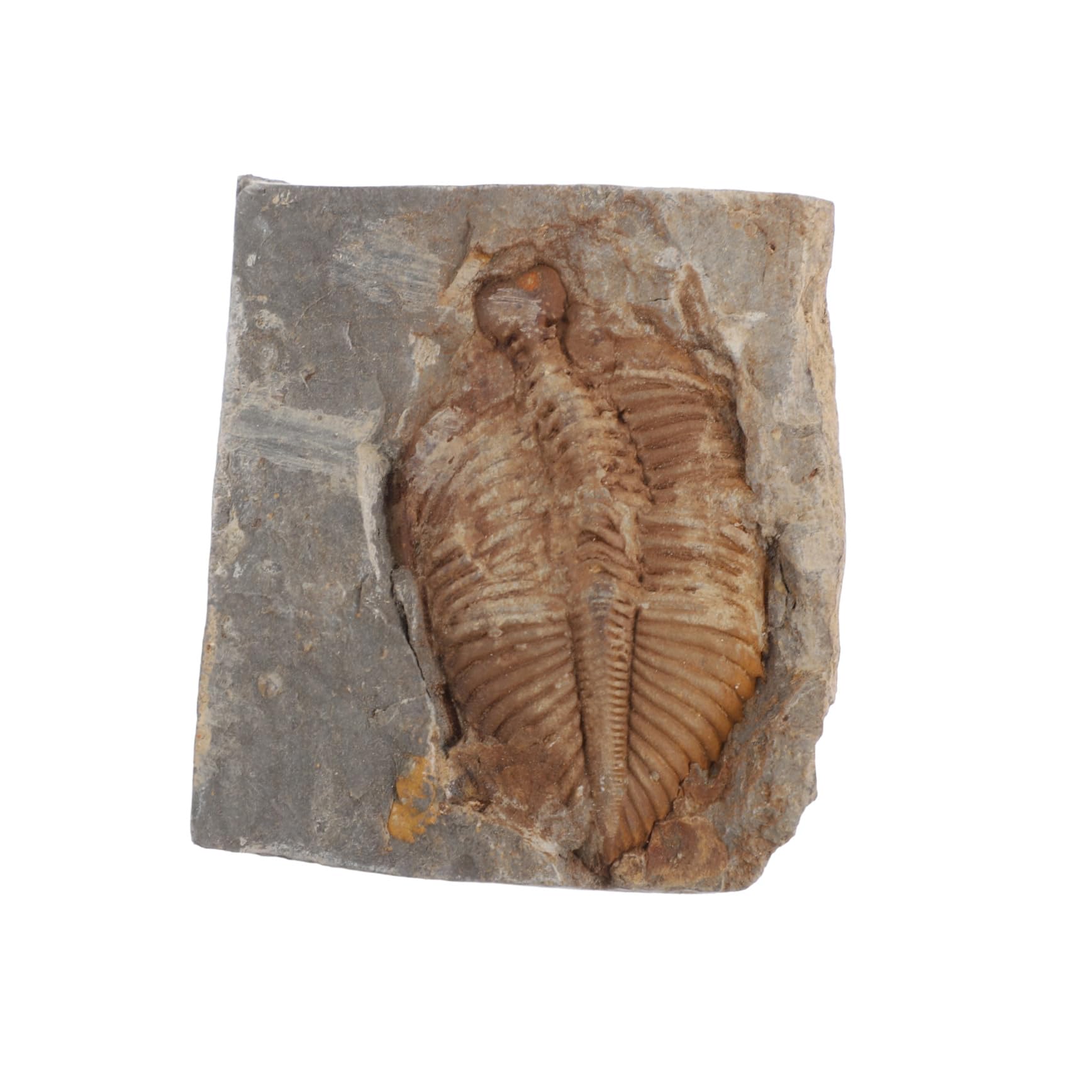 Trilobit Sammlung Echtes Versteinerung Ausbildung Geschenkideen