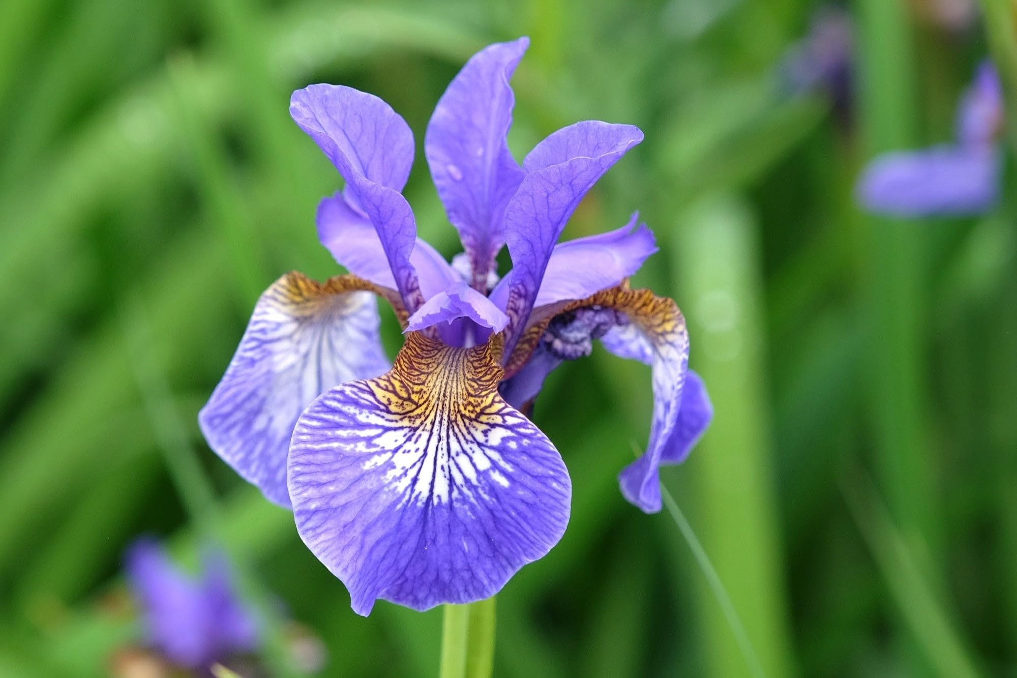 Lincolnshire Pond Plants Ltd - Iris sibirica 'Blue' (Siberian Flag) - Marginal Pond Plants - MP326-1/2 x Pot & 2 x Compost