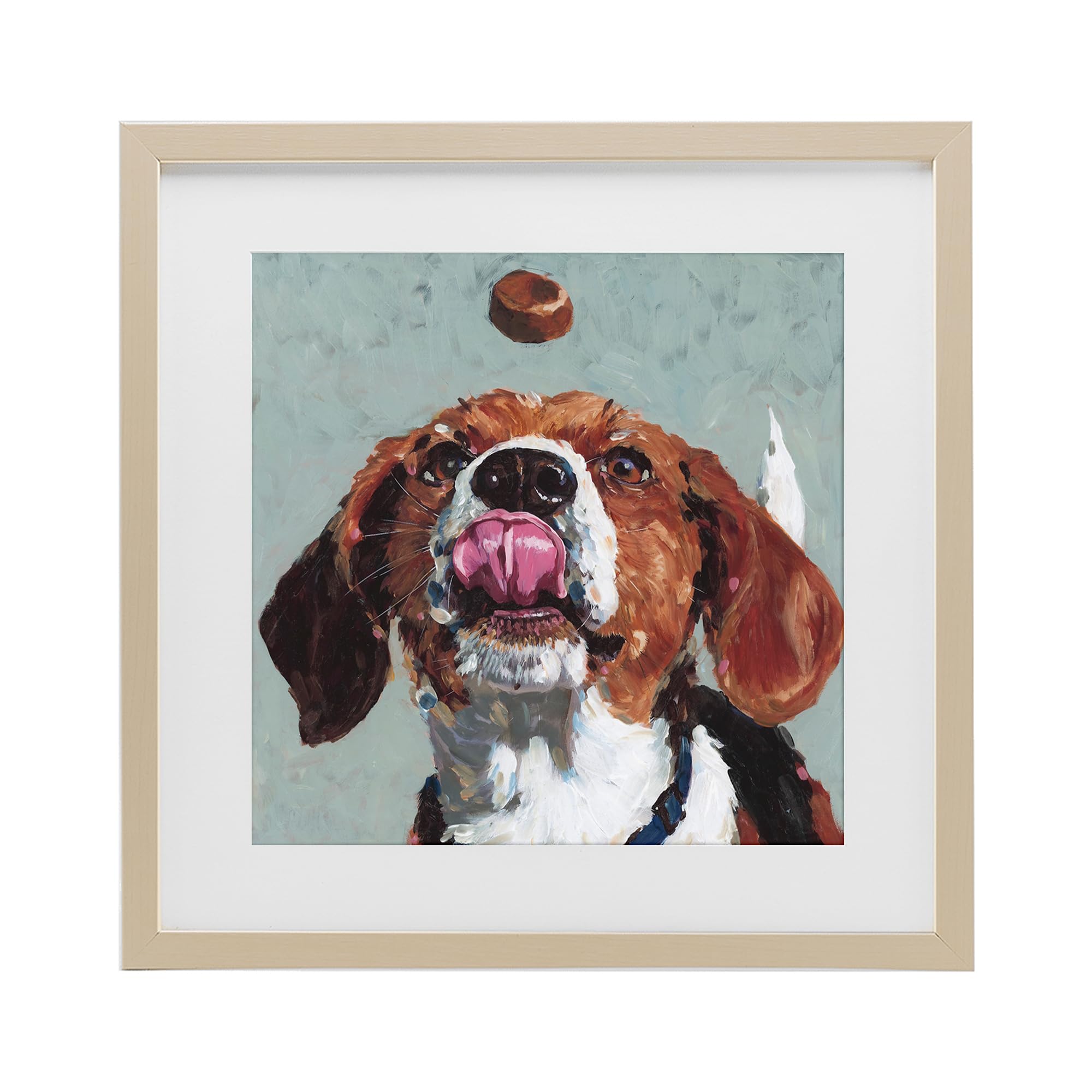 Playful Beagle Treat Portrait, 16 x 16 Inch Framed Print Under Glass