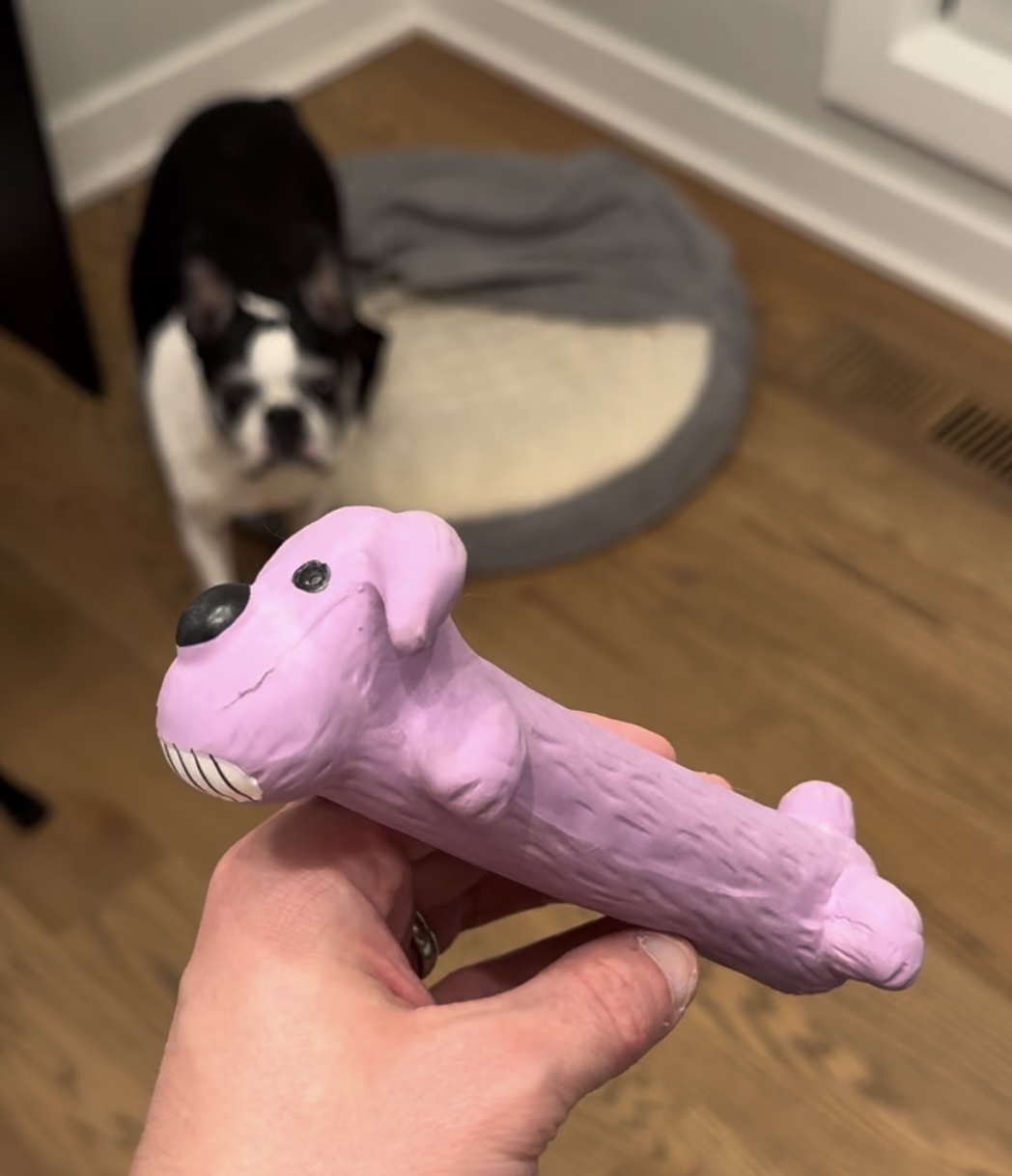 Boston Terrier Review of the Latex Loofa Dog on Amazon Live