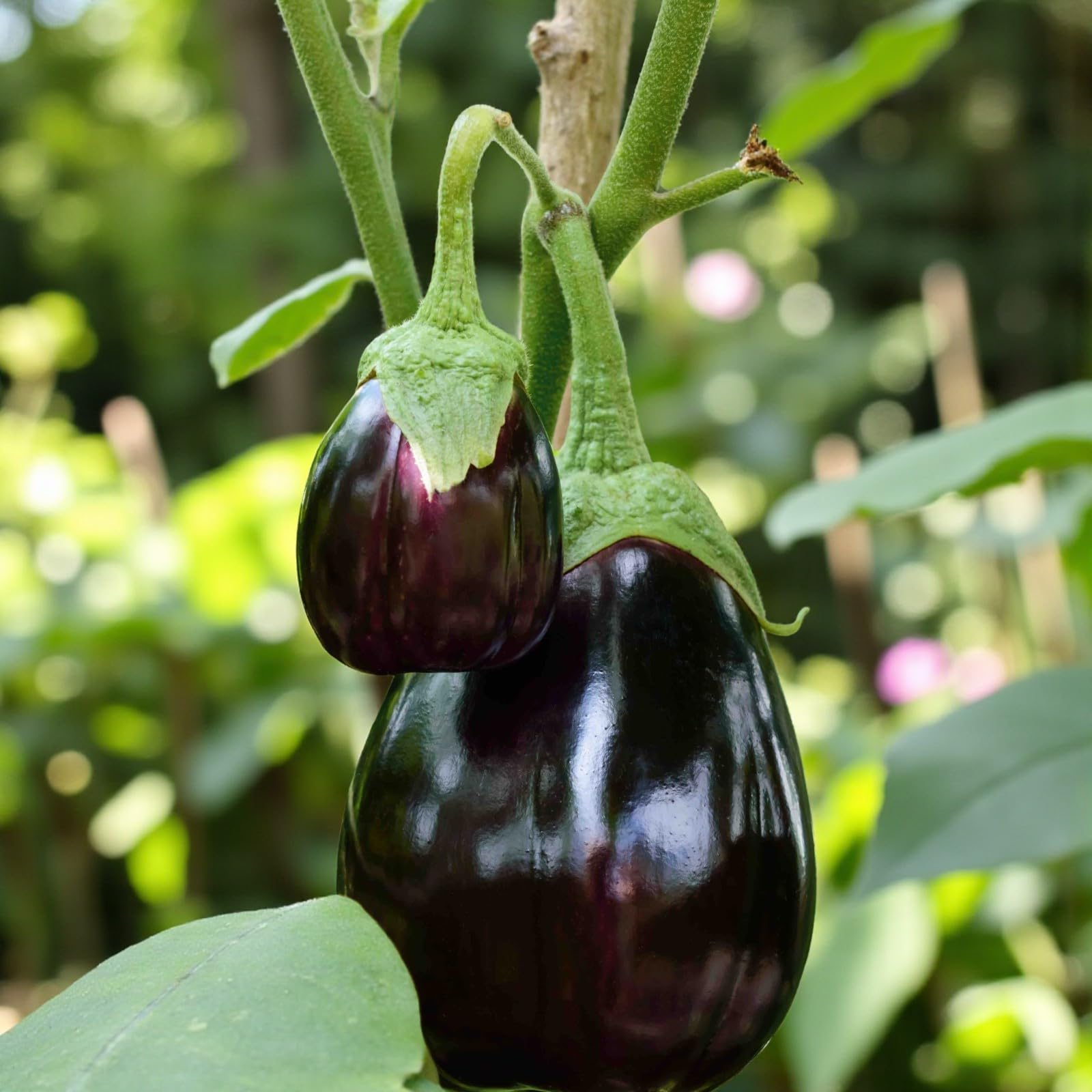 Carbeth Plants Aubergine Jackpot Plant in 9cm Pot - Compact Patio Eggplant Variety - Ideal for Containers, Greenhouse & Patio Growth (6)