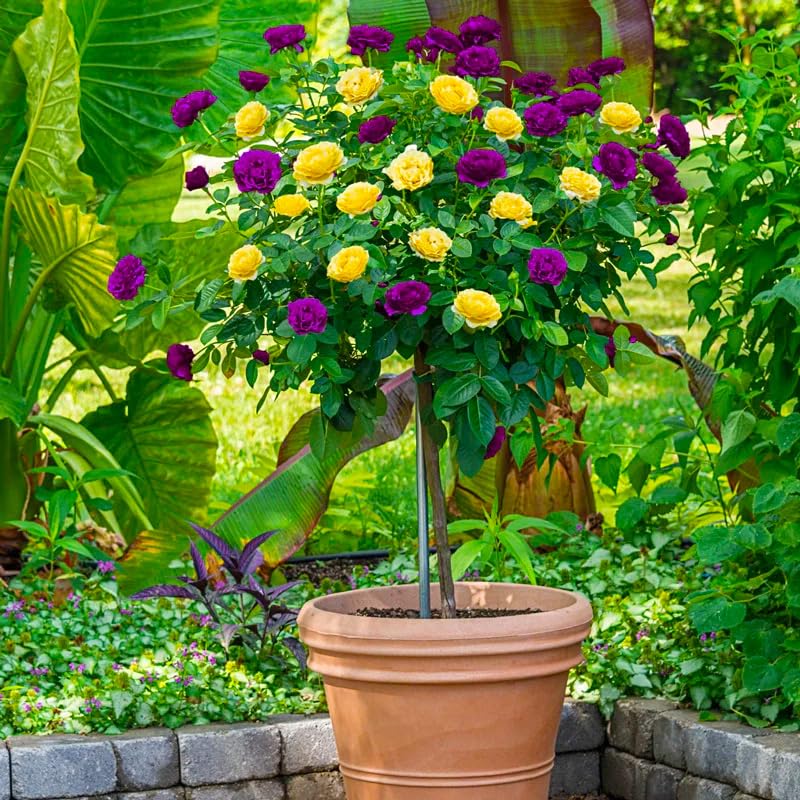 285+ Perennial Rose Tree Flower Seeds for Planting-Potted Sapling Seeds for Indoor and Outdoor Planting