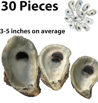 30 Natural Oyster Shells Bulk Pack 3-5 Inch Real Unpolished, Unsanded Shells for Crafts, Beach Decor, Jewelry Making, Weddings, DIY Projects