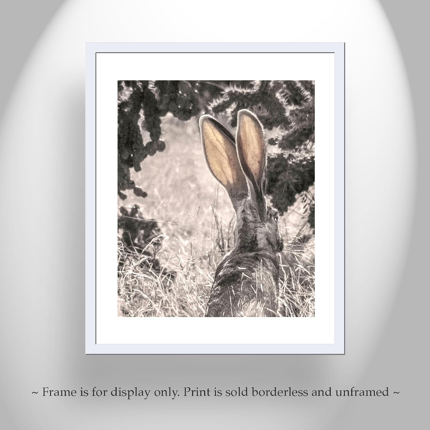 Desert Jackrabbit Art Print | Tucson Arizona Wildlife Photograph with Cholla Cactus