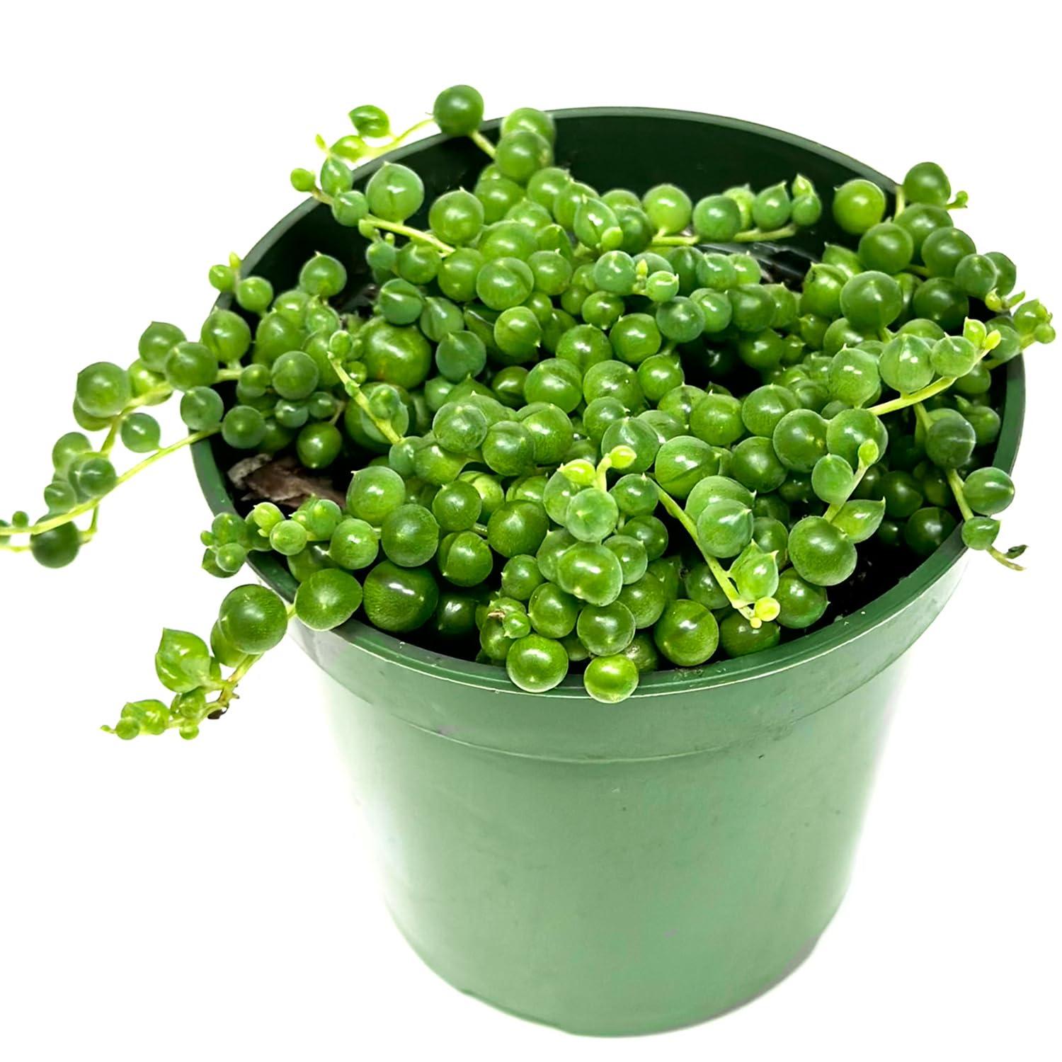 NY City Succulents Premium String of Pearls