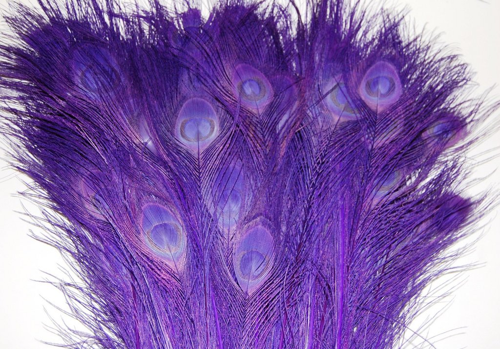 50 Pcs Bleached & Dyed Peacock Feathers 35