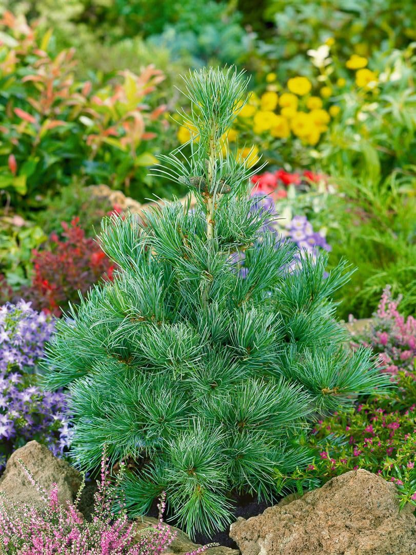 Pinus parviflora 'Negishi' 40-50 cm - Japanische Schirmtanne, blaugraue  Nadeln, ideal fr Bonsai und Steingrten, winterhart und pflegeleicht :  Amazon.de: Garten