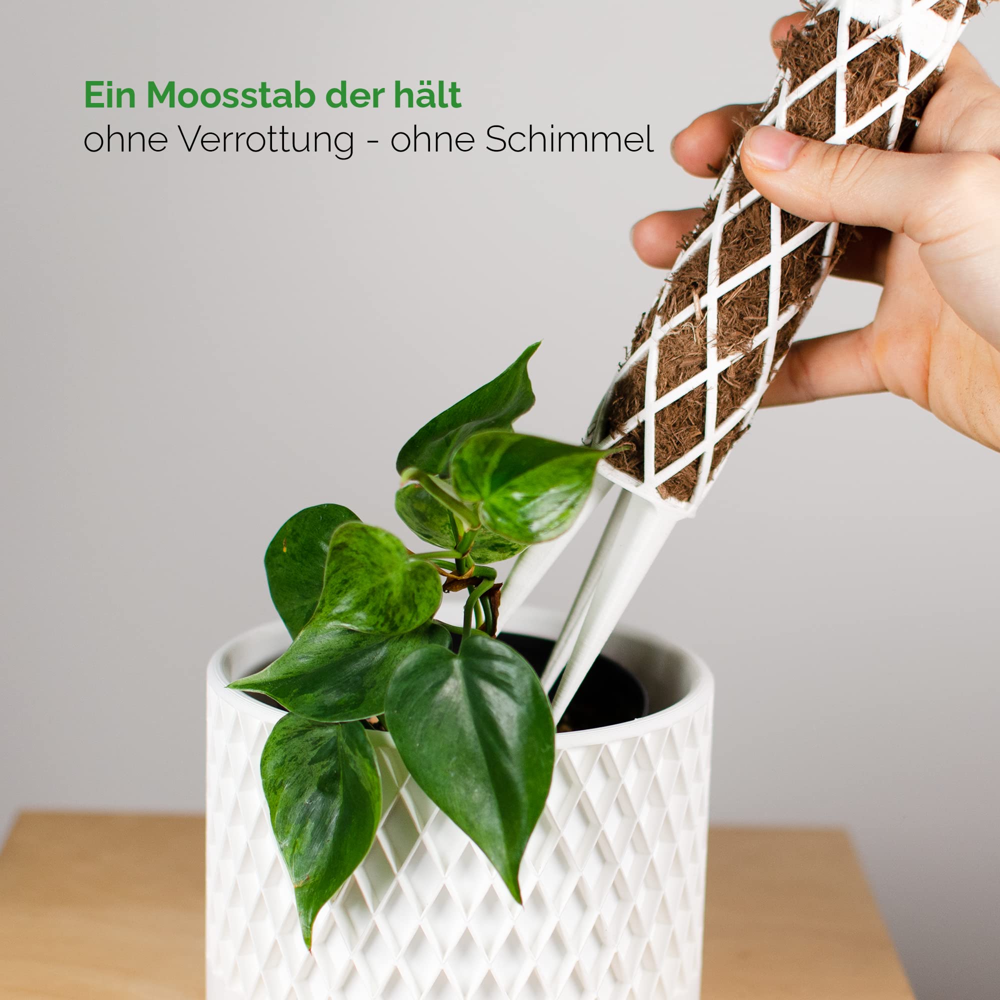 PlantMe Rankhilfe mini, kleine Rankhilfen fr Kletterpflanzen, Monstera,  Moosstab, Pflanzstab, Pflanzensttze, small Moss Pole, Kletterhilfe  Zimmerpflanzen (40cm Without Filling, Wei) : Amazon.de: Garten