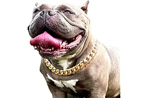 Distinctive 7/8 Inch Gold Chain Dog Collar