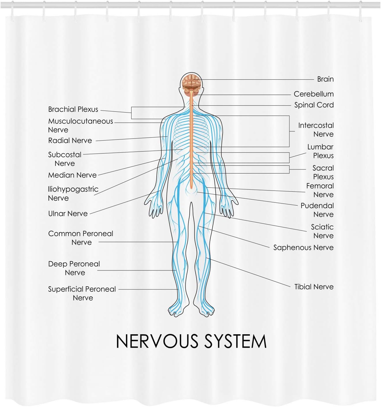 Ambesonne Anatomy Shower Curtain, Science Nerve Spinal Human Nervous System Graphic Plain Background, Cloth Fabric Bathroom Decor Set with Hooks, 69" W x 70" L, Pastel Brown Blue and White