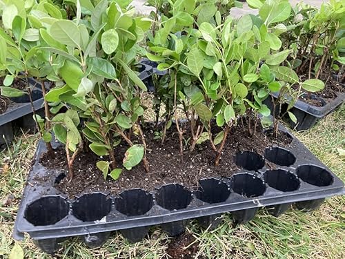 Pineapple Guava - Live Plant - Feijoa Sellowiana - Cold Hardy Edible #TOP2