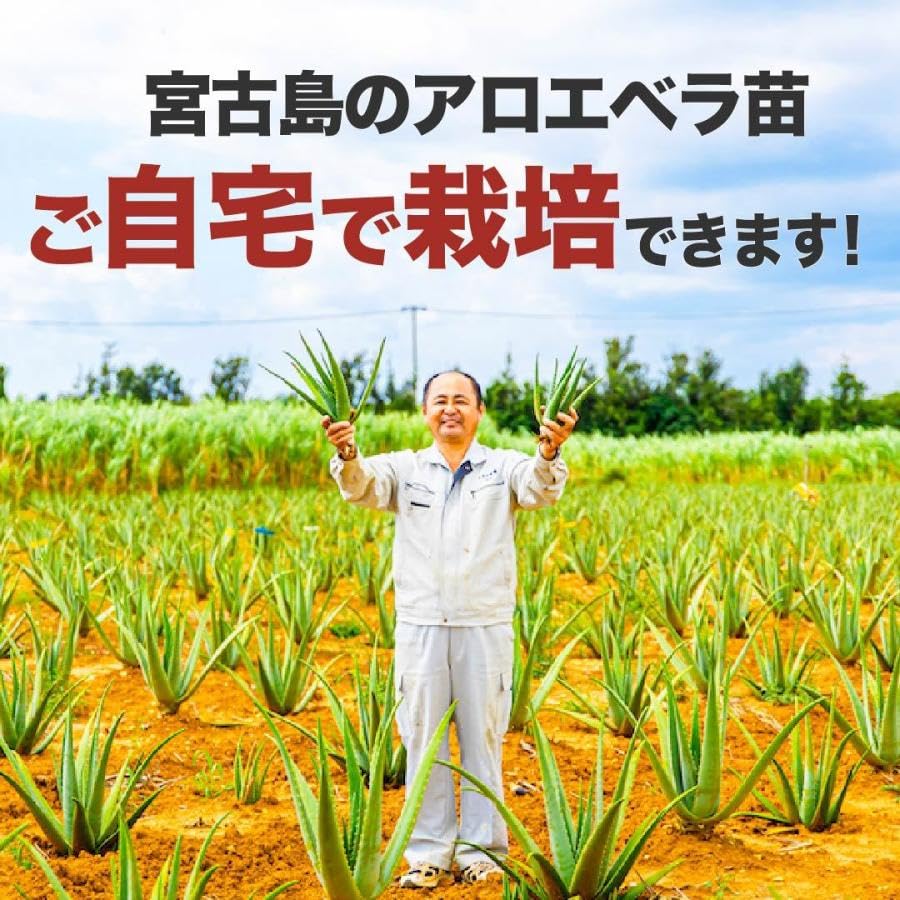 Amazon.co.jp: 沖縄県 宮古島産 アロエベラ 苗 2株 農薬不使用 化学