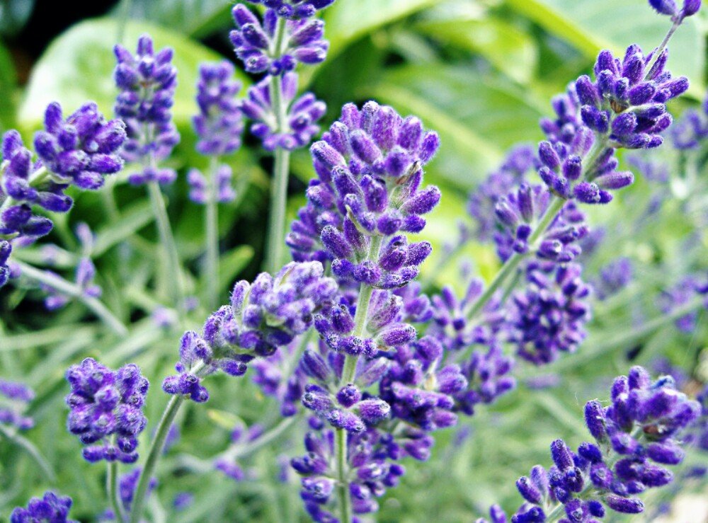 Grow Your Own Tea - Lavender (20 seeds) (20)