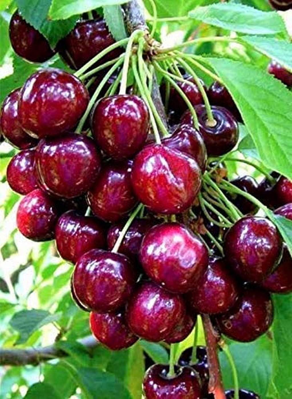 Creative Farmer Live Plant Native Cherry Barbados (West Indian Cherry) Plants (1 Healthy Live Fruit Plant)