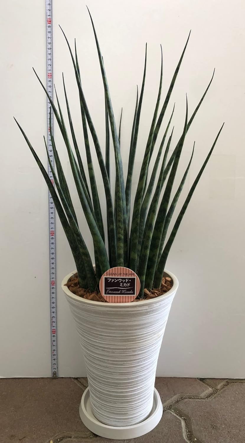 Amazon マイナスイオン効果があるといわれている観葉植物 空気清浄樹 サンスベリア希少品種 ファンウッド ミカド 7号白鉢 1個 サンセベリア ファーンウッド 健康 幸せへの願い 空気清浄樹 マイナスイオン 虎の尾 新婚祝い 結婚記念日 誕生日 敬老の日 母の日 父の日
