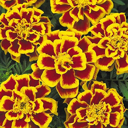Miniatura 7 de Outsidepride Tagetes Patula Durango Bee French Marigold Garden Flower Seed - 500 Semillas