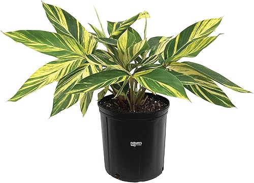 Nature's Way Farms Planta viva abigarrada de jengibre (25-30 pulgadas de alto)