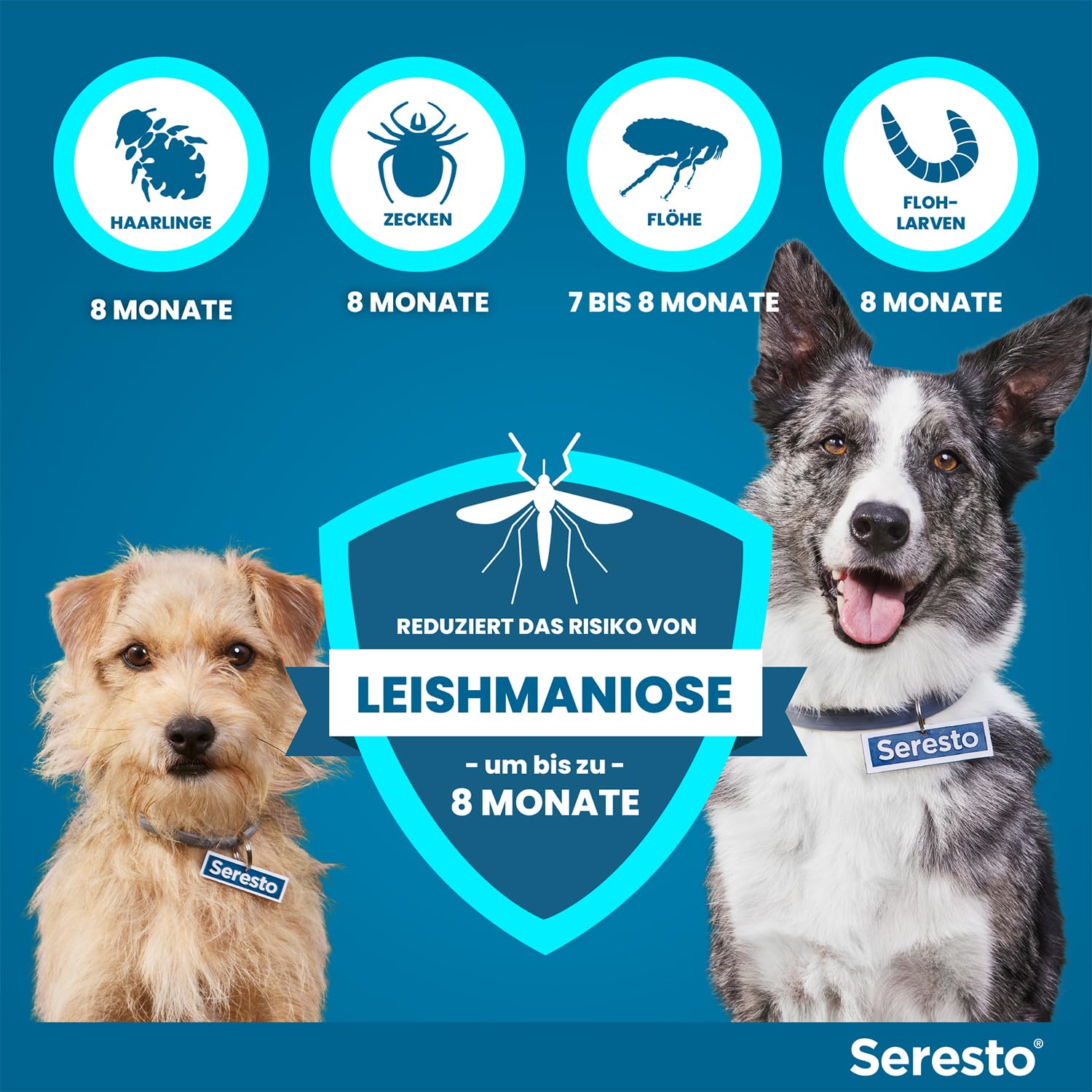 Seresto Zeckenhalsband Kombi-Set für große & kleine Hunde, 2 Halsbänder | Praktisches Set mit 1x für große Hunde (ab 8kg) & 1x für kleine Hunde (bis 8kg). Bis zu 8 Monate Schutz vor Flöhen & Zecken.