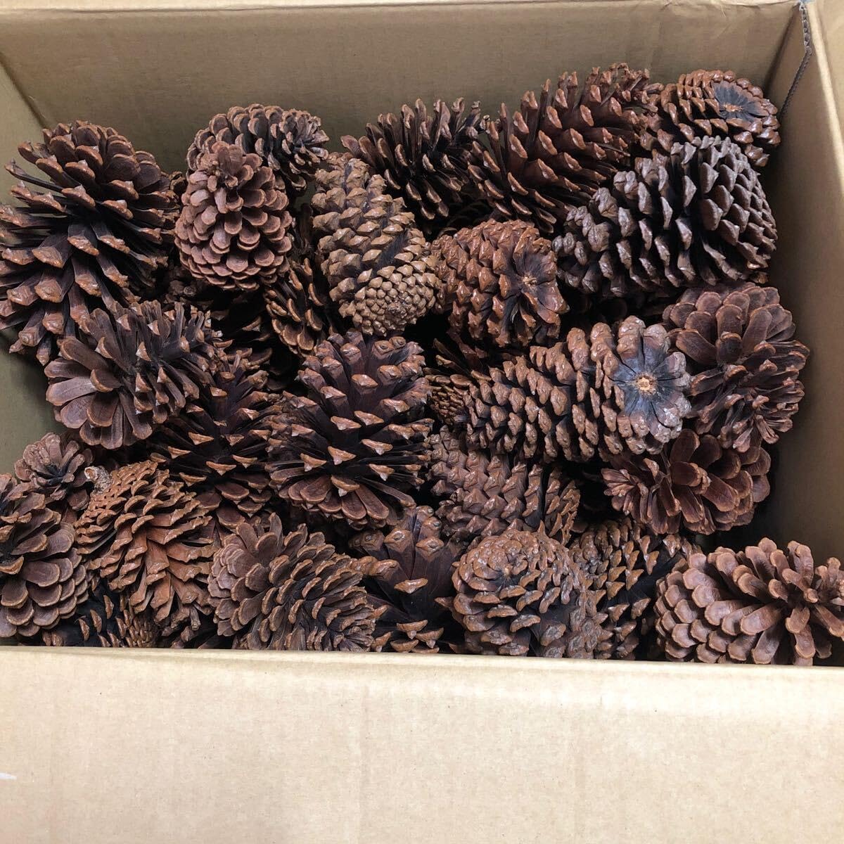 み 大きな松ぼっくり 50個 サイズ 縦約10~12cm前後 自然素材 手芸 工作