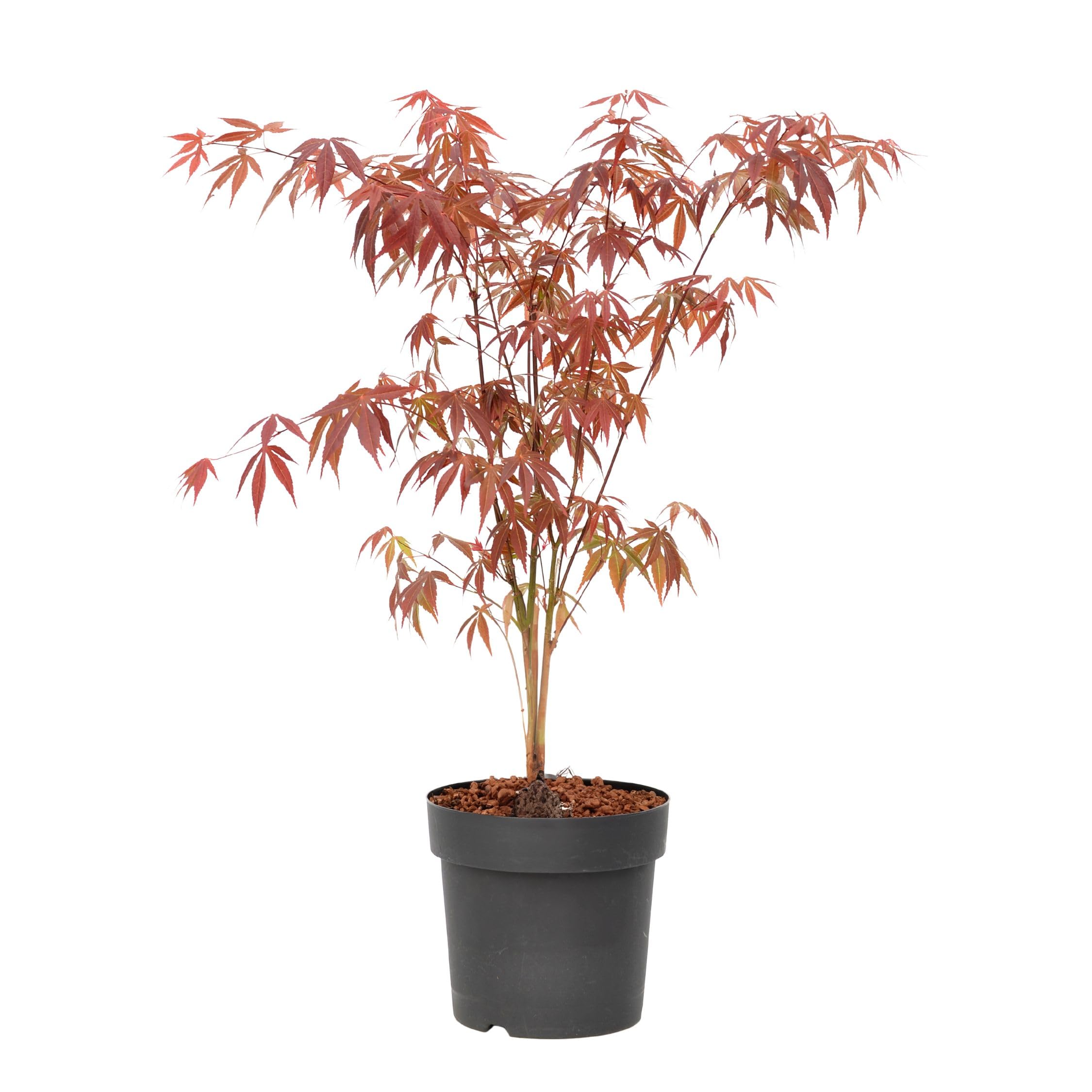 Plant in a Box - Érable du Japon - Acer palmatum 'Atropurpureum' - Hauteur 60-70cm - Pot 19cm - Plante d’extérieur - Rouge
