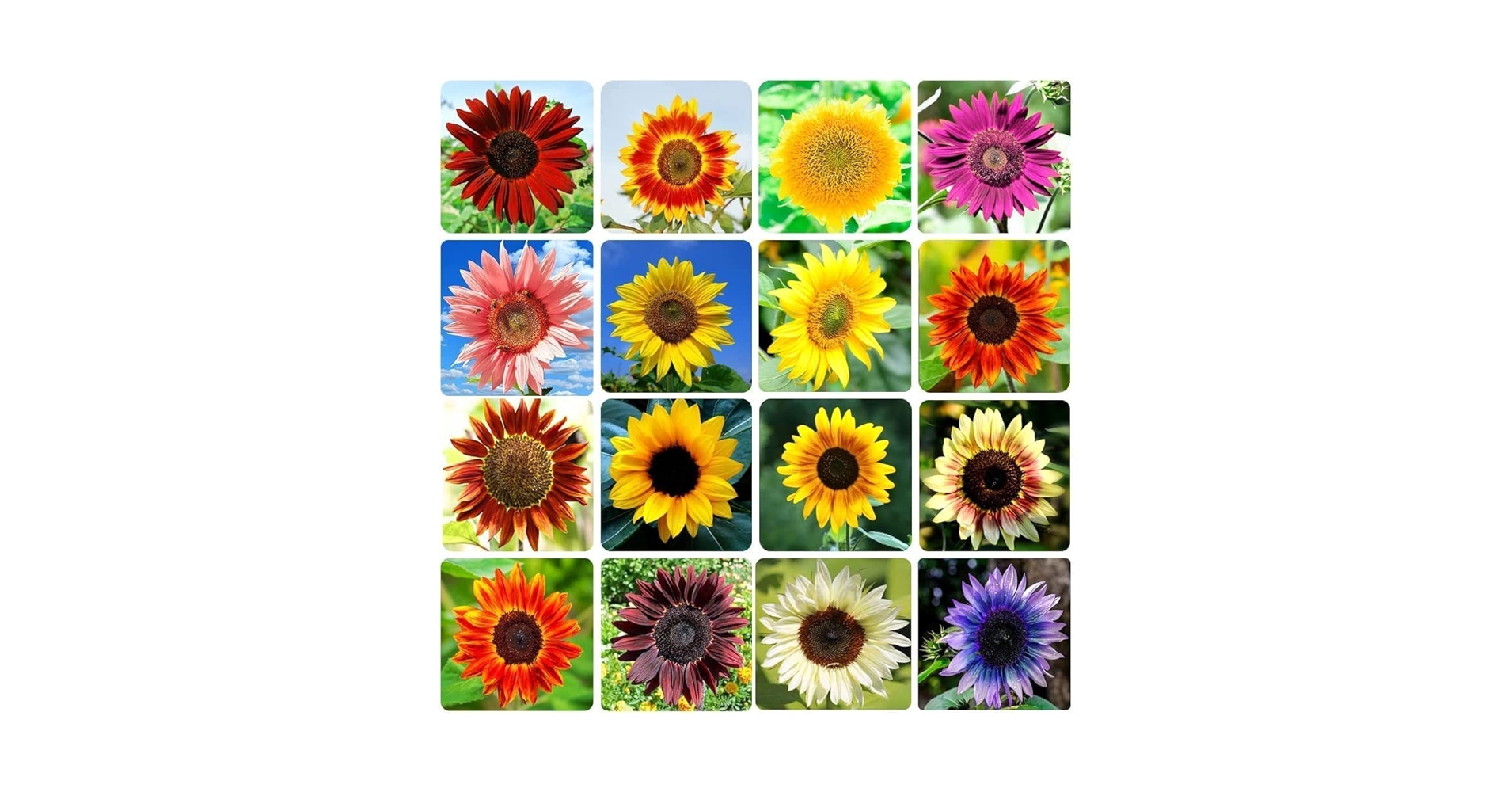 向日葵 G1654 A4236-2 Amazon.com : Sunflower Seeds for Planting Heirloom Non-GMO