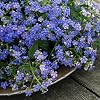 Forget Me Not Indigo Seeds – Hardy Biennial – Beautiful Blue Blooms for Borders & Rockeries – for Your Beautiful Garden