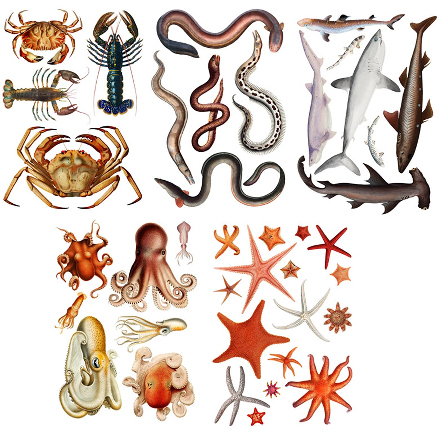 Wall Stickers * Sea Creatures * Removable Real Size Vinyl Colorful Wall Decals Vintage Painting Illustration Octopus Crab Cancer Shark Fish Starfish
