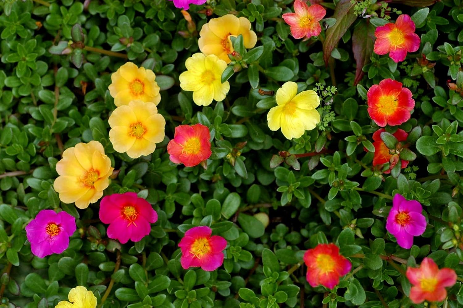Purslane Large Flower Seed Mix Portulaca Grandiflora Seeds for Planting About 1000 Seeds