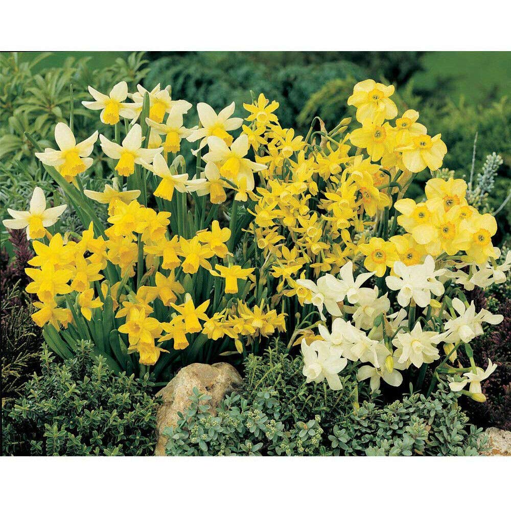 Mixed Dwarf Daffodil Bulbs Hardy Flowering Garden Plants for Borders or Rockeries 100 Narcissus 'Miniature Mixed' Bulbs by Thompson and Morgan
