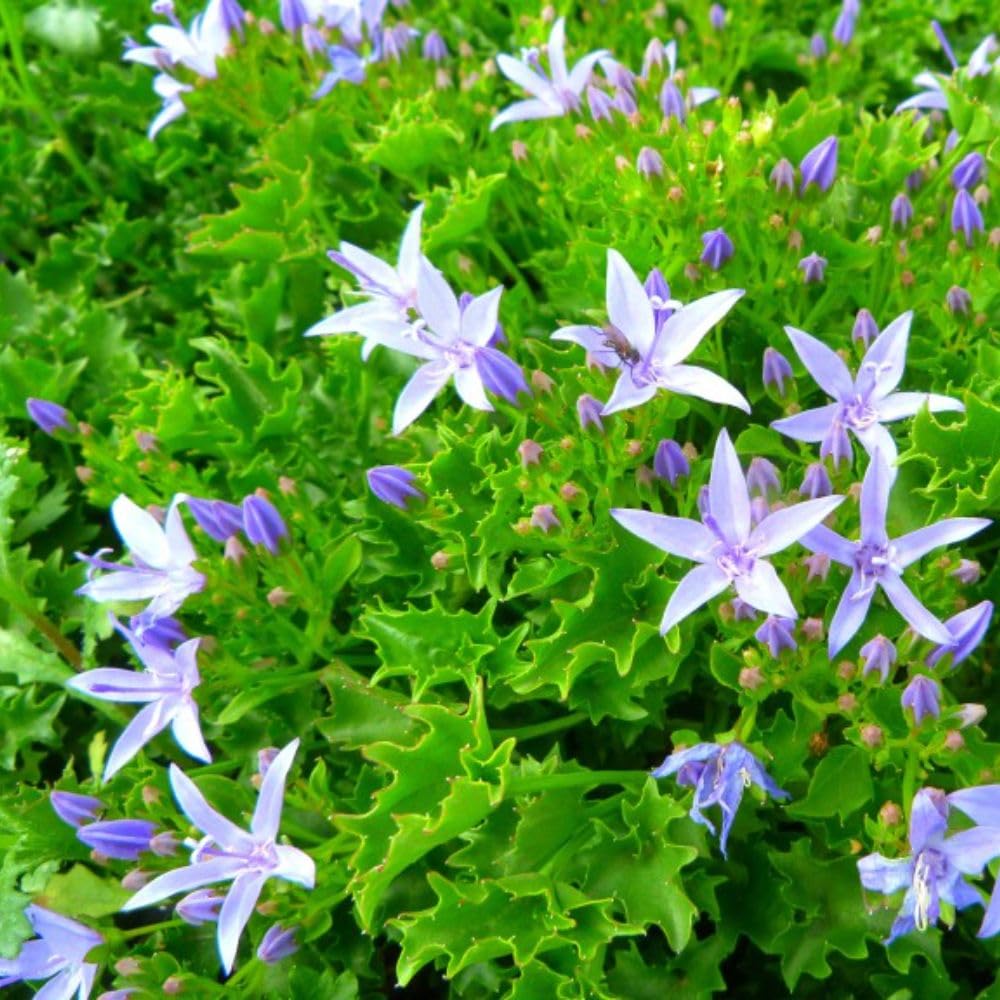 Campanula Garganica - Hardy Perennial Groundcover, Rockeries & Path Edges, Star-Shaped Lilac Blooms, Low-Maintenance – 2X 1 Litre Potted Plant by Thompson & Morgan