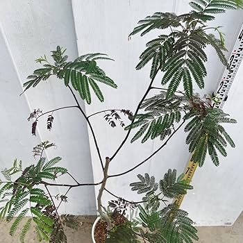 【レア入荷　超特大　美形】ネムノキ　エバーフレッシュ ネムノキ・エバーフレッシュ-044 10号鉢 観葉植物と植木鉢の専門