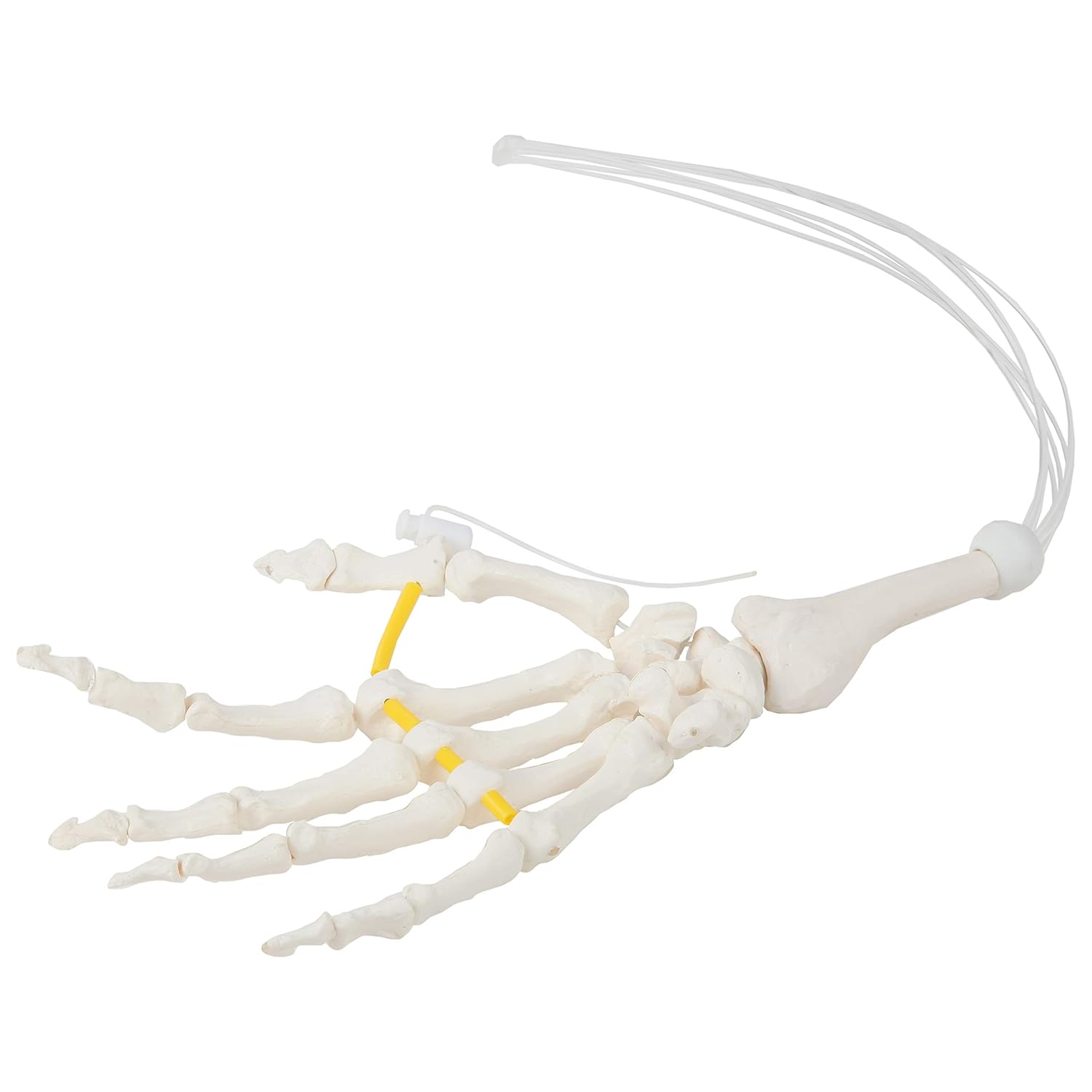 Axis Scientific Skeletal Hand | Left | Fully Articulated Flexible Hand Skeleton is Secured with Nylon Cord Can be Expanded to See More Skeletal Detail